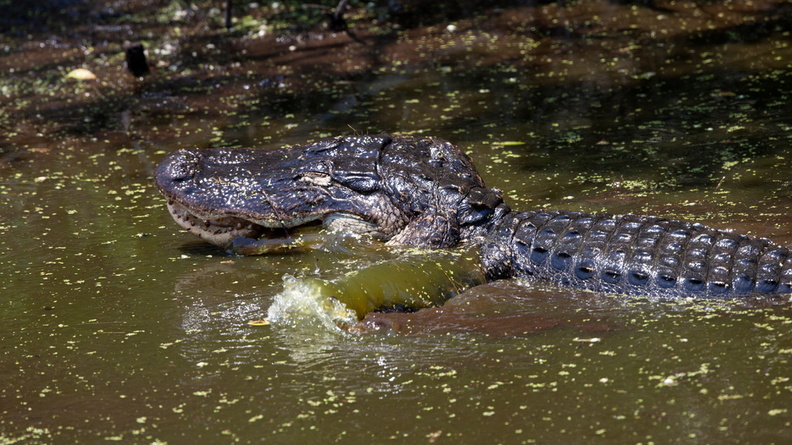 Aligator goes for a swim 2017-05-08, NASA Kennedy Space Center, Florida, USA